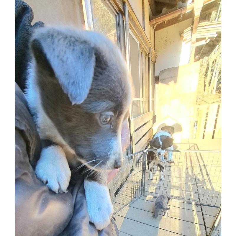 販売中の千葉県のミックス犬-441080の3枚目