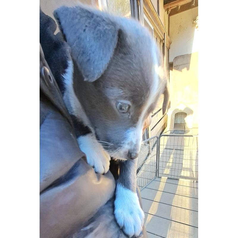 販売中の千葉県のミックス犬-441080