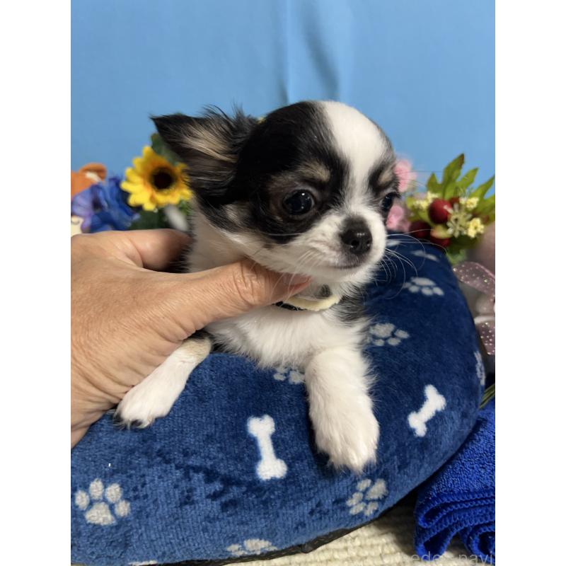 販売中の福岡県のチワワ(ロングコート)-435111の6枚目