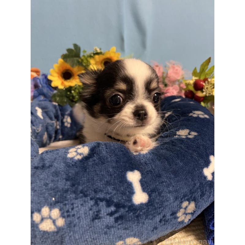 販売中の福岡県のチワワ(ロングコート)-435111の5枚目