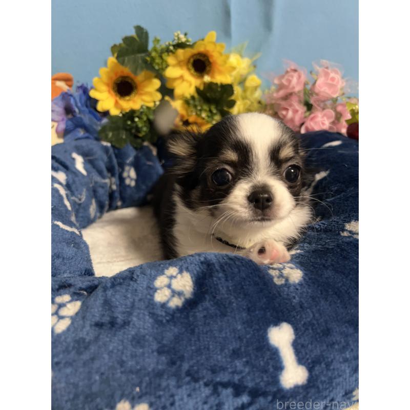 販売中の福岡県のチワワ(ロングコート)-435111の4枚目