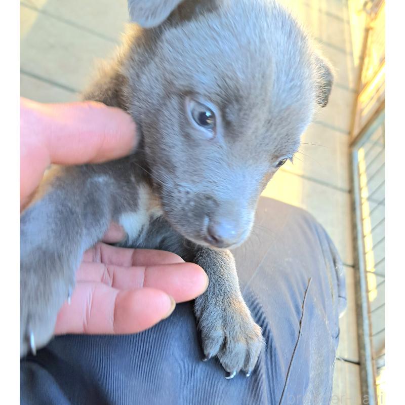 販売中の千葉県のミックス犬-441081