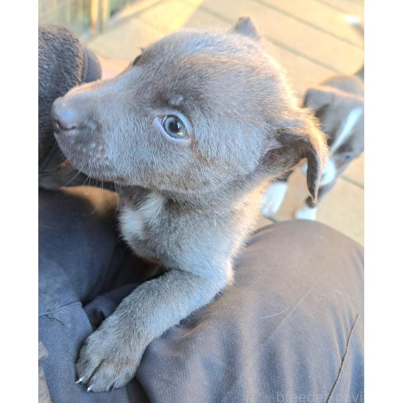 販売中の千葉県のミックス犬-441081の6枚目