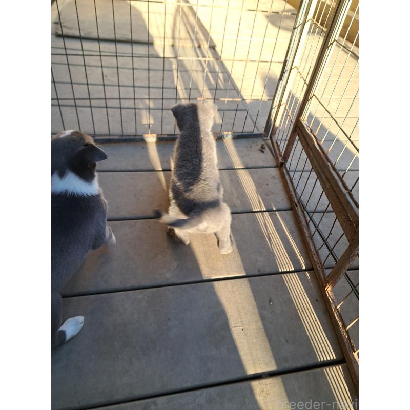 販売中の千葉県のミックス犬-441081の4枚目