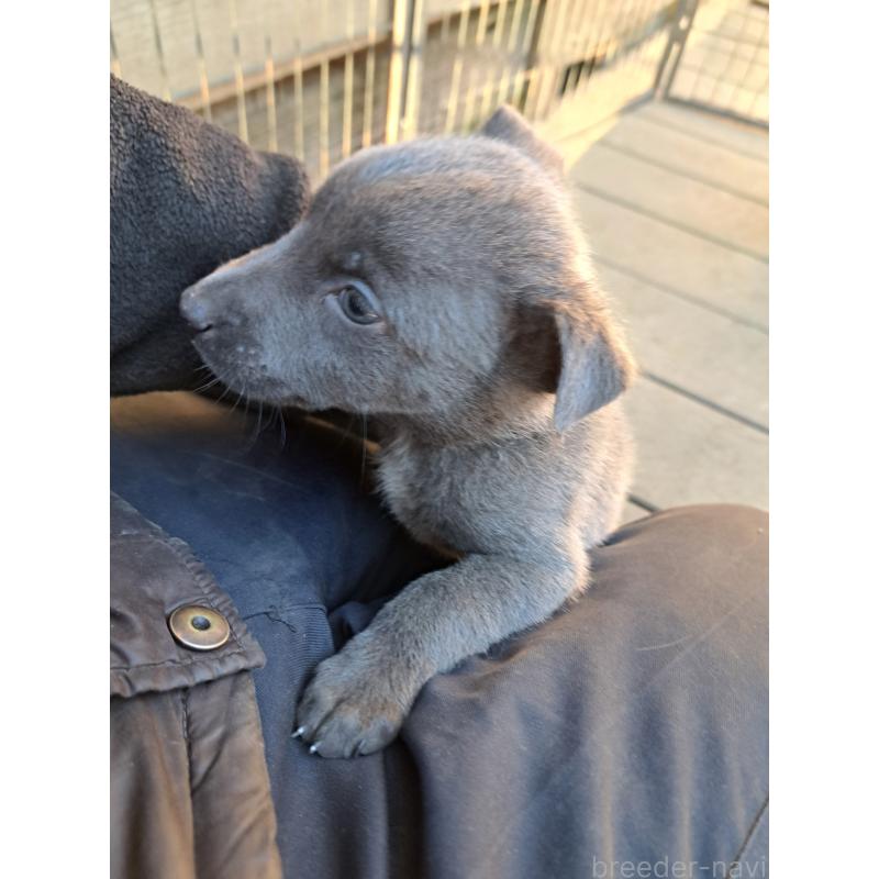 販売中の千葉県のミックス犬-441081の3枚目