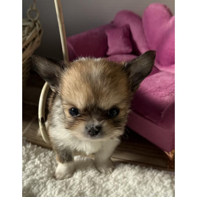 販売中の宮崎県のチワワ(ロングコート)-437239の10枚目