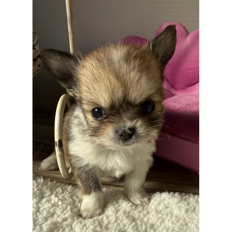 販売中の宮崎県のチワワ(ロングコート)-437239の9枚目