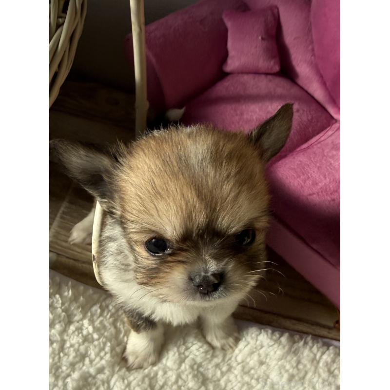 販売中の宮崎県のチワワ(ロングコート)-437239の8枚目