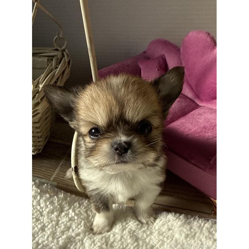 販売中の宮崎県のチワワ(ロングコート)-437239の7枚目