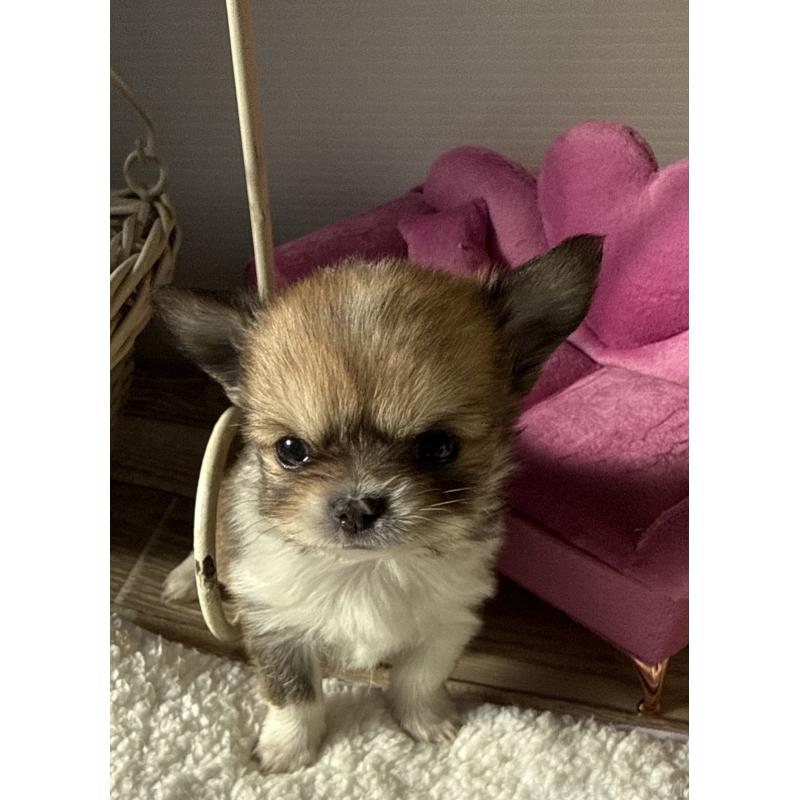 販売中の宮崎県のチワワ(ロングコート)-437239の6枚目