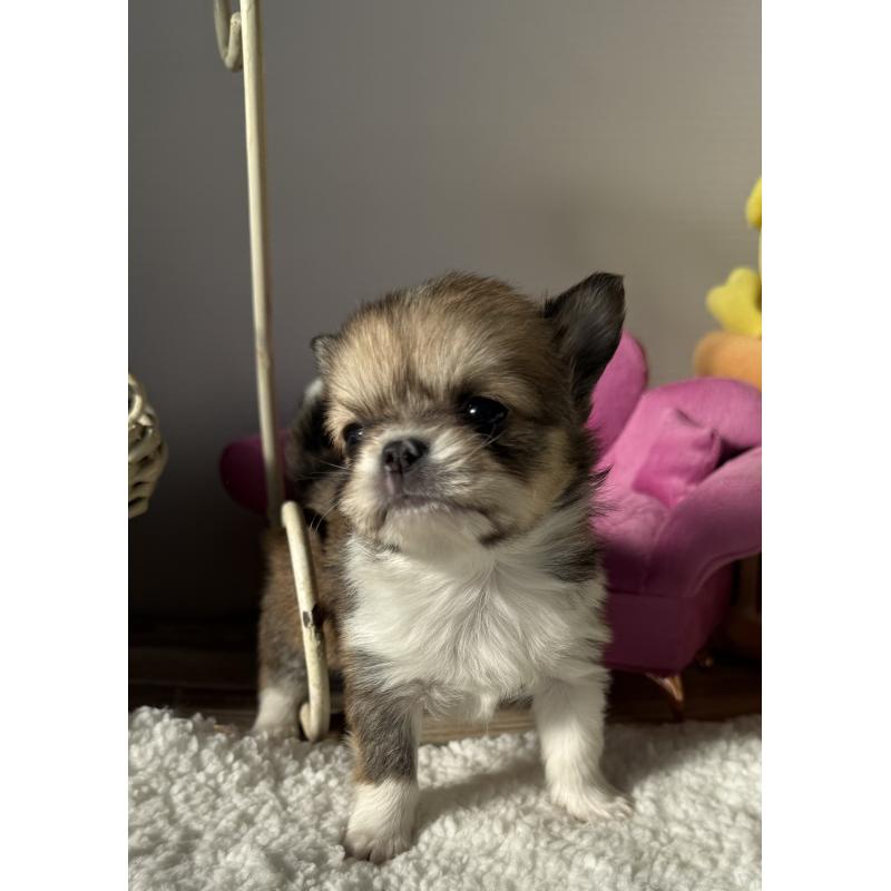 販売中の宮崎県のチワワ(ロングコート)-437239の5枚目