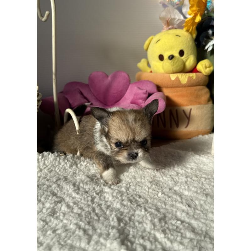 販売中の宮崎県のチワワ(ロングコート)-437239の4枚目