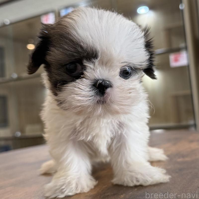販売中の大阪府のシーズー-441082の9枚目