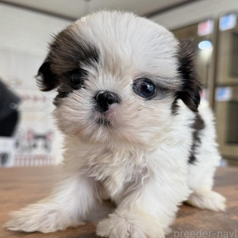 販売中の大阪府のシーズー-441082の8枚目