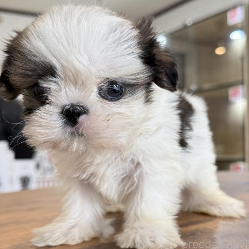 販売中の大阪府のシーズー-441082の7枚目