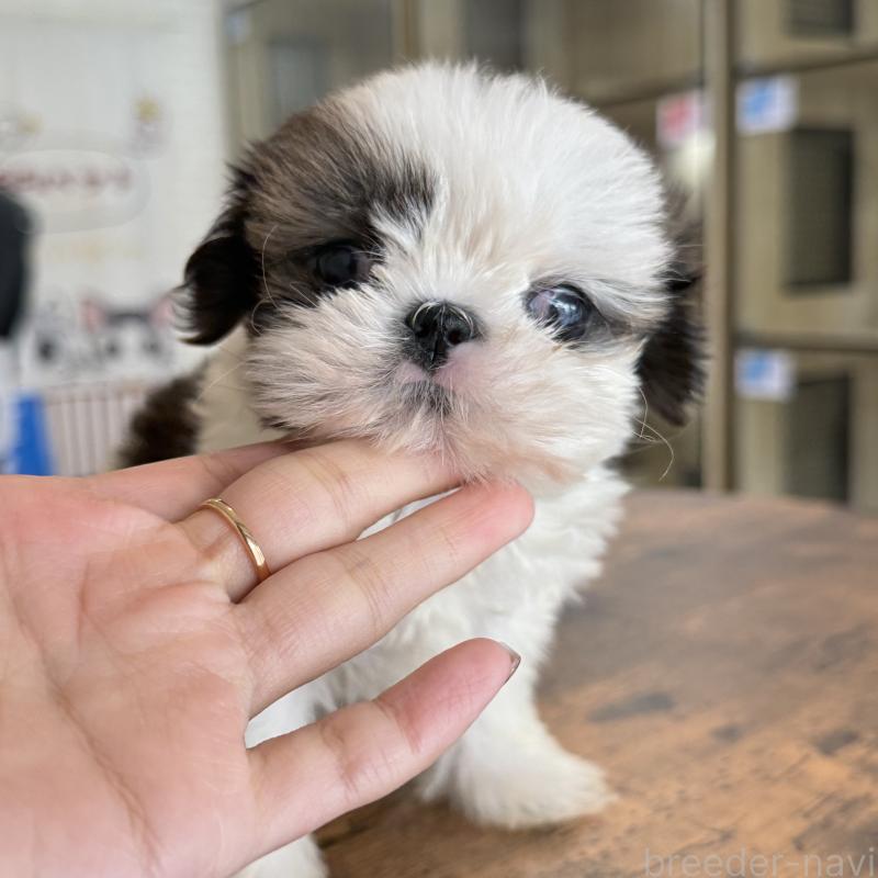 販売中の大阪府のシーズー-441082の6枚目