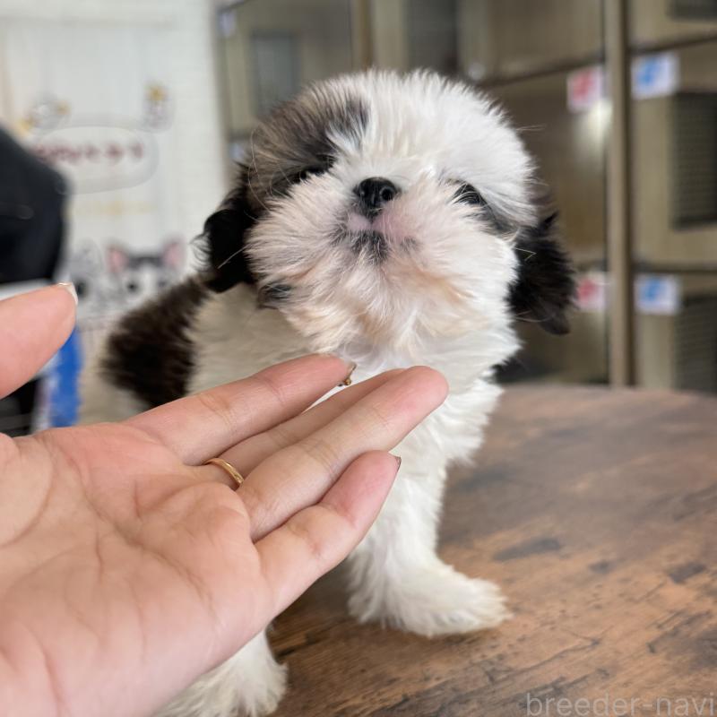 販売中の大阪府のシーズー-441082の5枚目