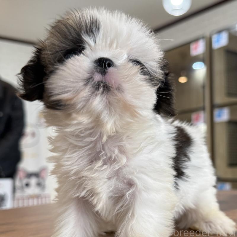 販売中の大阪府のシーズー-441082の4枚目