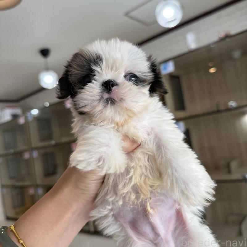 販売中の大阪府のシーズー-441082の3枚目