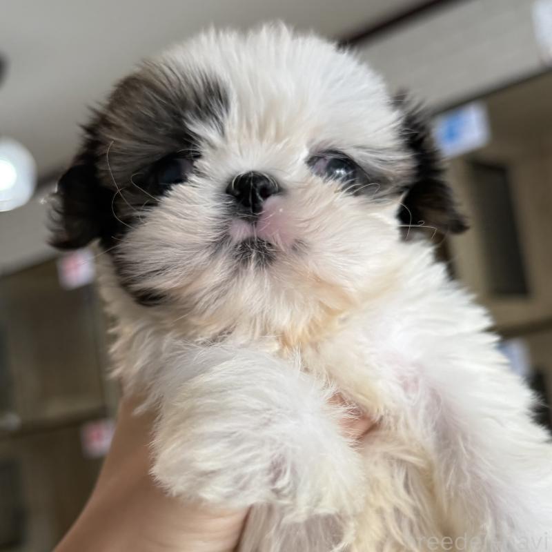 販売中の大阪府のシーズー-441082の2枚目