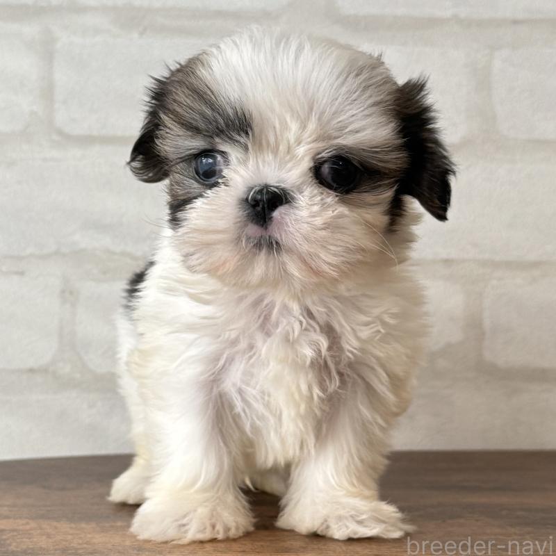 販売中の大阪府のシーズー-441082の1枚目