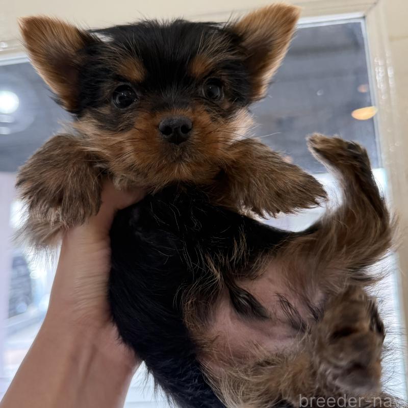 販売中の大阪府のヨークシャーテリア-441083の7枚目