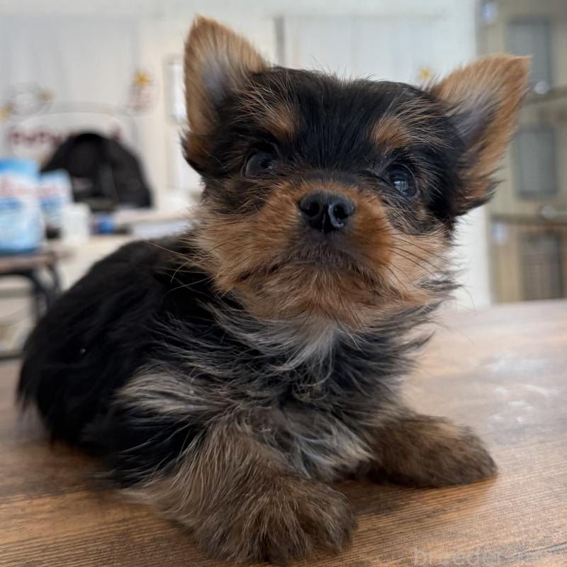 販売中の大阪府のヨークシャーテリア-441083の5枚目