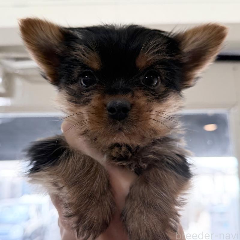 販売中の大阪府のヨークシャーテリア-441083の3枚目