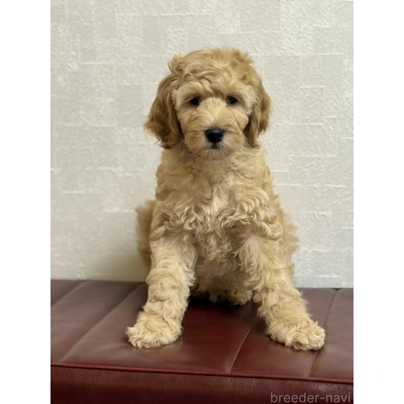 商談中の大阪府のラブラドゥードル:ラブラドールレトリーバー×プードル-433098の2枚目