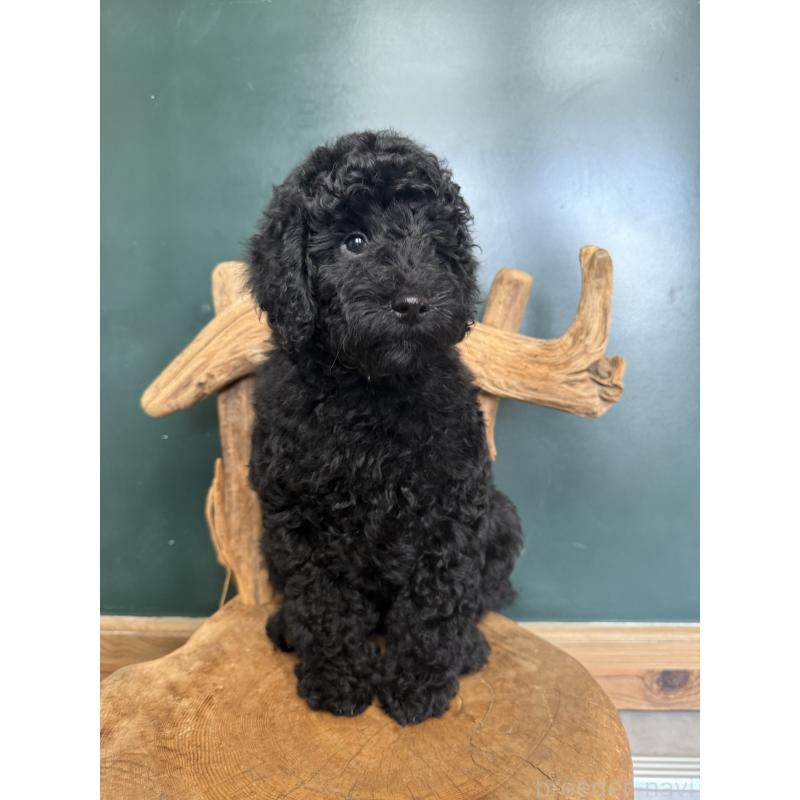 販売中の大阪府のラブラドゥードル:ラブラドールレトリーバー×プードル-427923の5枚目