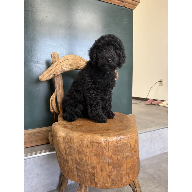 販売中の大阪府のラブラドゥードル:ラブラドールレトリーバー×プードル-427923の3枚目