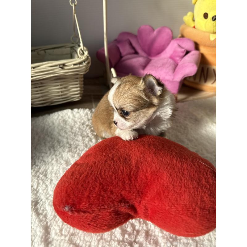 成約済の宮崎県のチワワ(ロングコート)-437237の13枚目