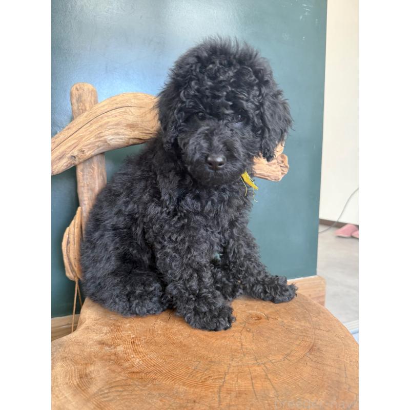 販売中の大阪府のラブラドゥードル:ラブラドールレトリーバー×プードル-427925の4枚目