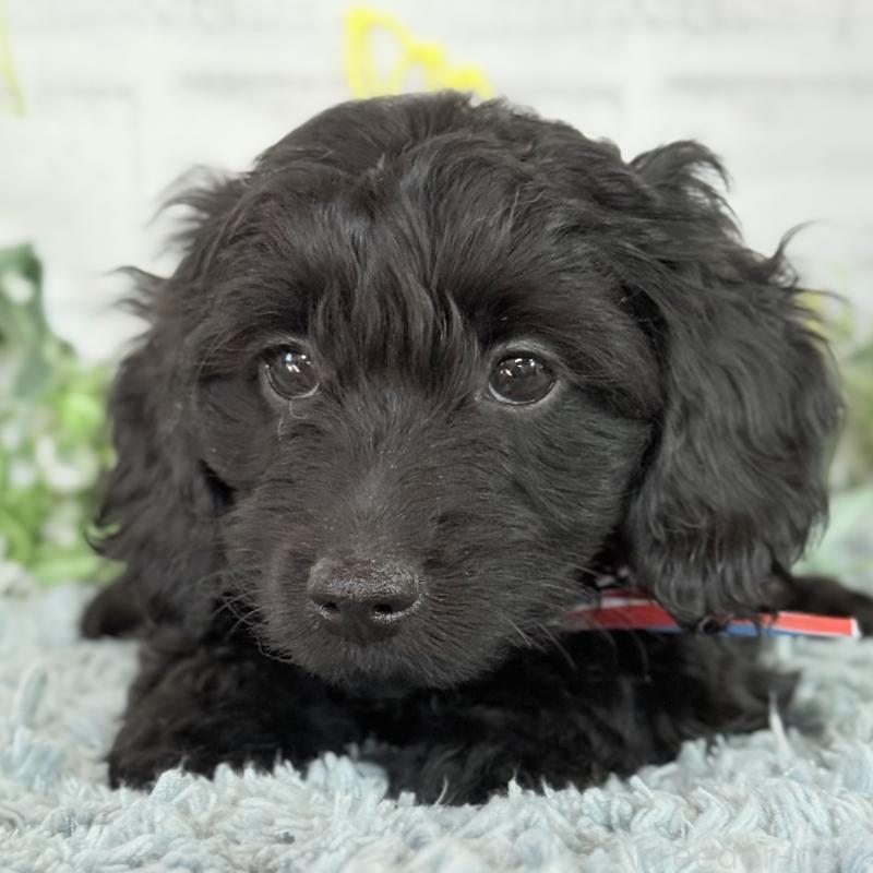 販売中の埼玉県のダップー:ミニチュアダックスフンド×トイプードル-441085の9枚目