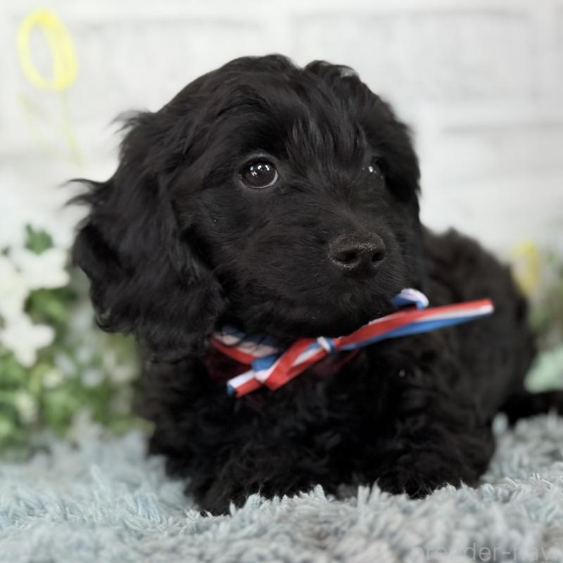 販売中の埼玉県のダップー:ミニチュアダックスフンド×トイプードル-441085の8枚目