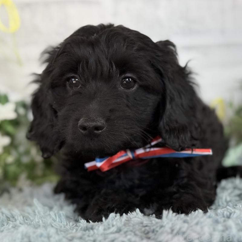 販売中の埼玉県のダップー:ミニチュアダックスフンド×トイプードル-441085の7枚目