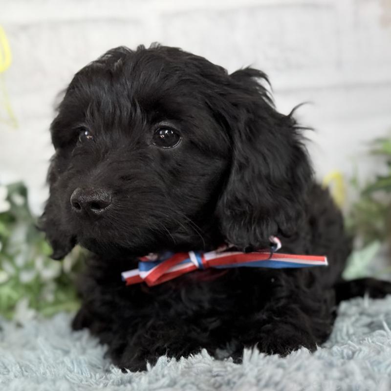 販売中の埼玉県のダップー:ミニチュアダックスフンド×トイプードル-441085の6枚目