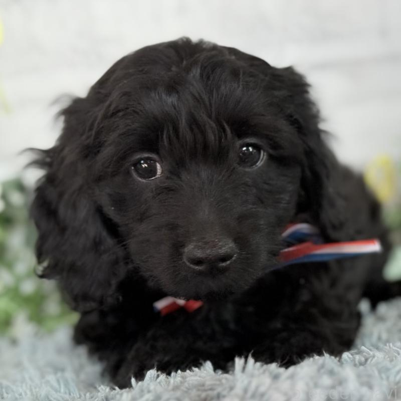 販売中の埼玉県のダップー:ミニチュアダックスフンド×トイプードル-441085の5枚目