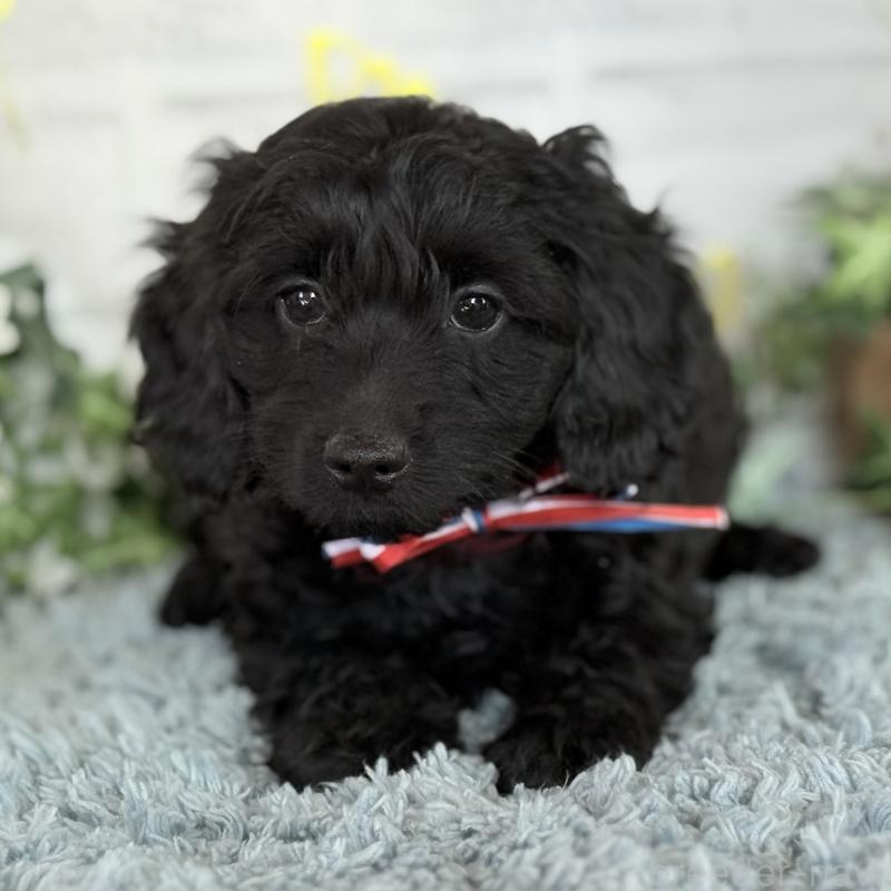 販売中の埼玉県のダップー:ミニチュアダックスフンド×トイプードル-441085の4枚目