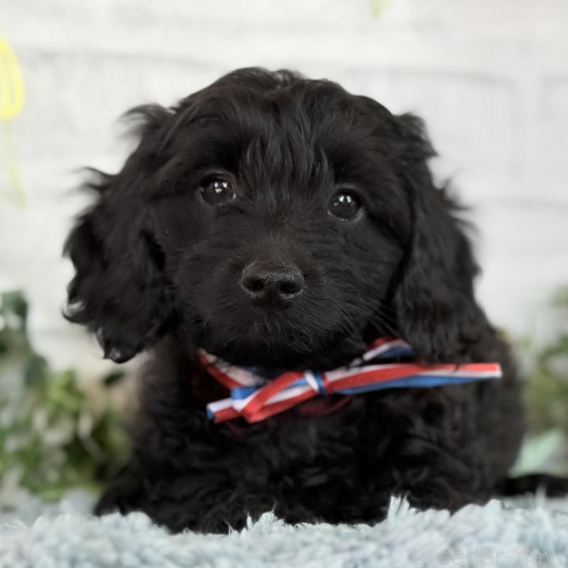 販売中の埼玉県のダップー:ミニチュアダックスフンド×トイプードル-441085の3枚目