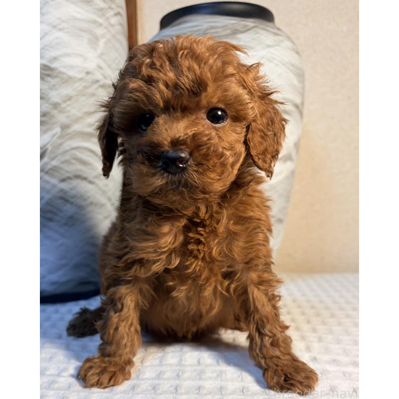 販売中の埼玉県のトイプードル-441084の3枚目