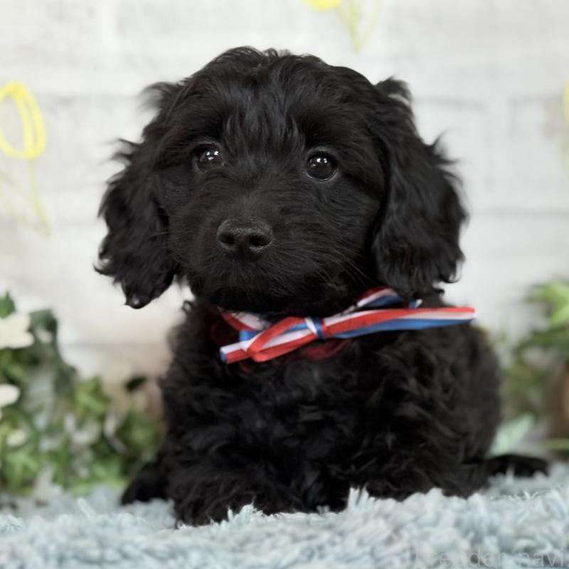 販売中の埼玉県のダップー:ミニチュアダックスフンド×トイプードル-441085