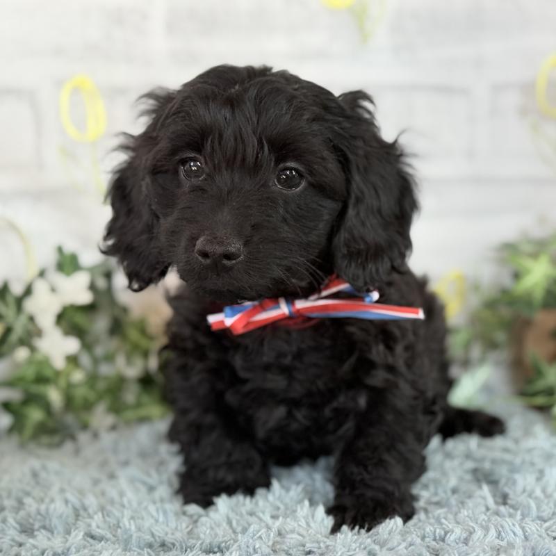 販売中の埼玉県のダップー:ミニチュアダックスフンド×トイプードル-441085の2枚目