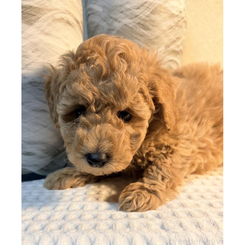 販売中の埼玉県のトイプードル-441086の6枚目