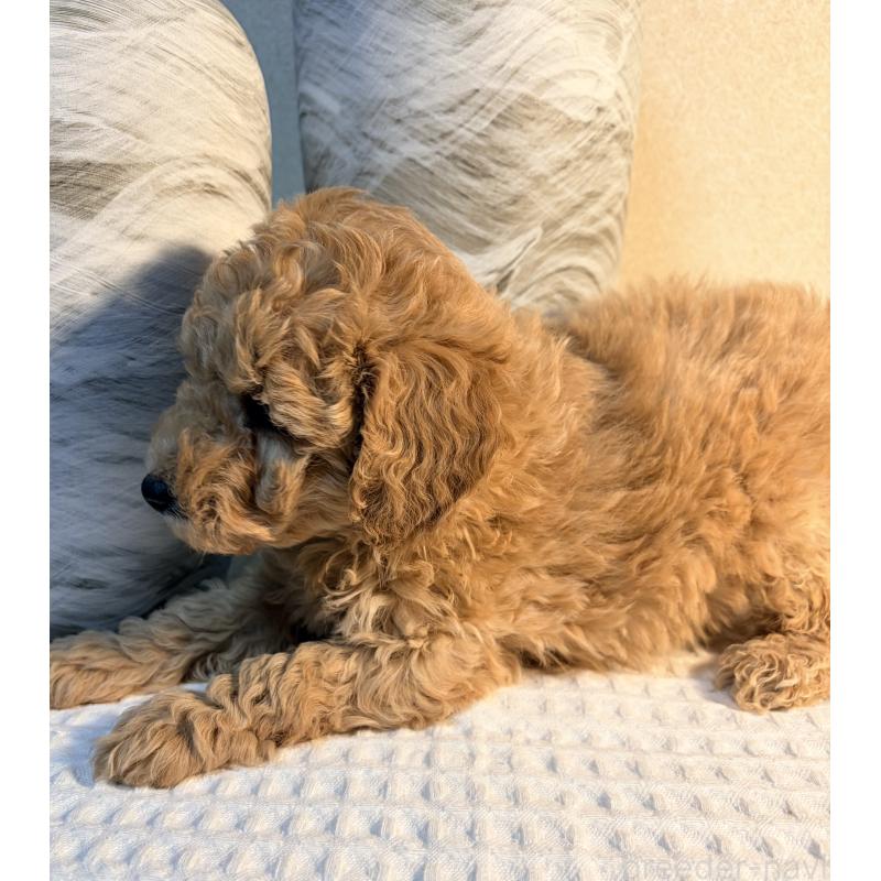 販売中の埼玉県のトイプードル-441086の4枚目