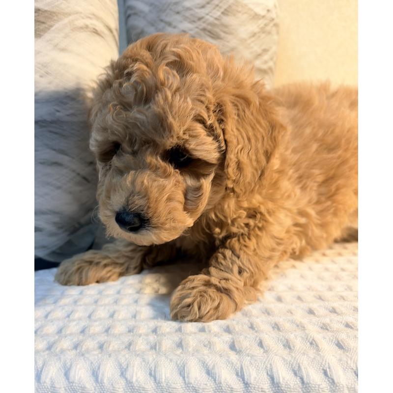 販売中の埼玉県のトイプードル-441086の3枚目