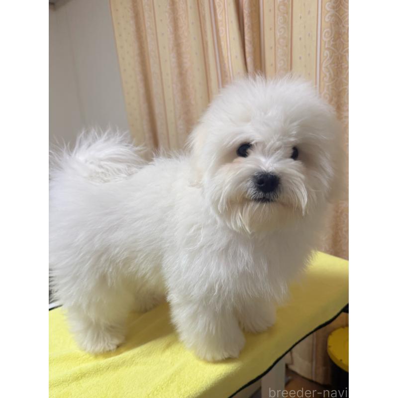 成約済の埼玉県のミックス犬-441088の1枚目