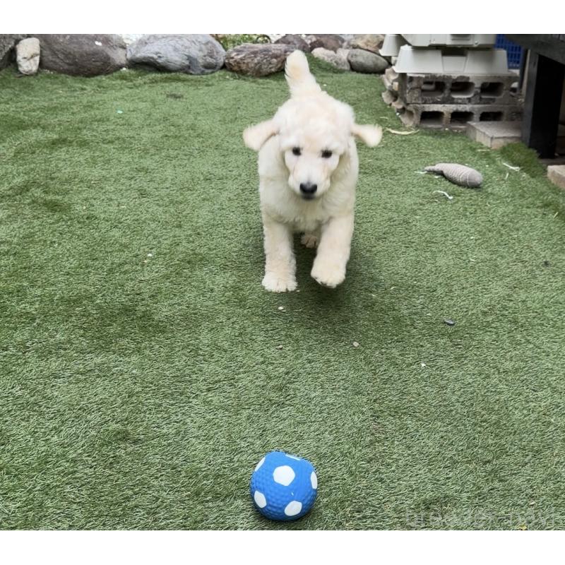 販売中の埼玉県のスタンダードプードル-441022の4枚目