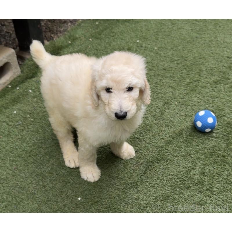 販売中の埼玉県のスタンダードプードル-441022の3枚目