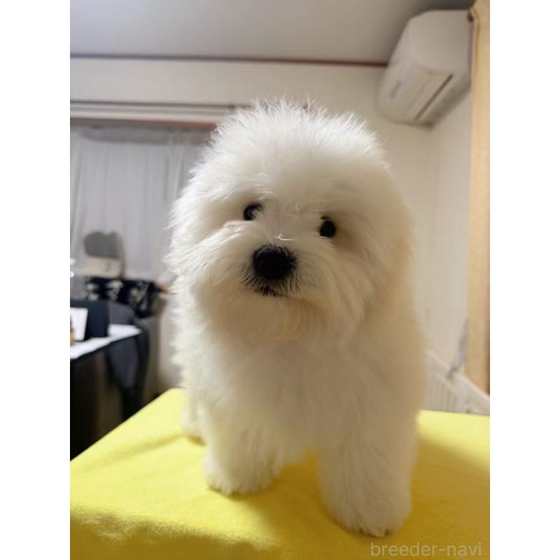 成約済の埼玉県のミックス犬-441088の2枚目